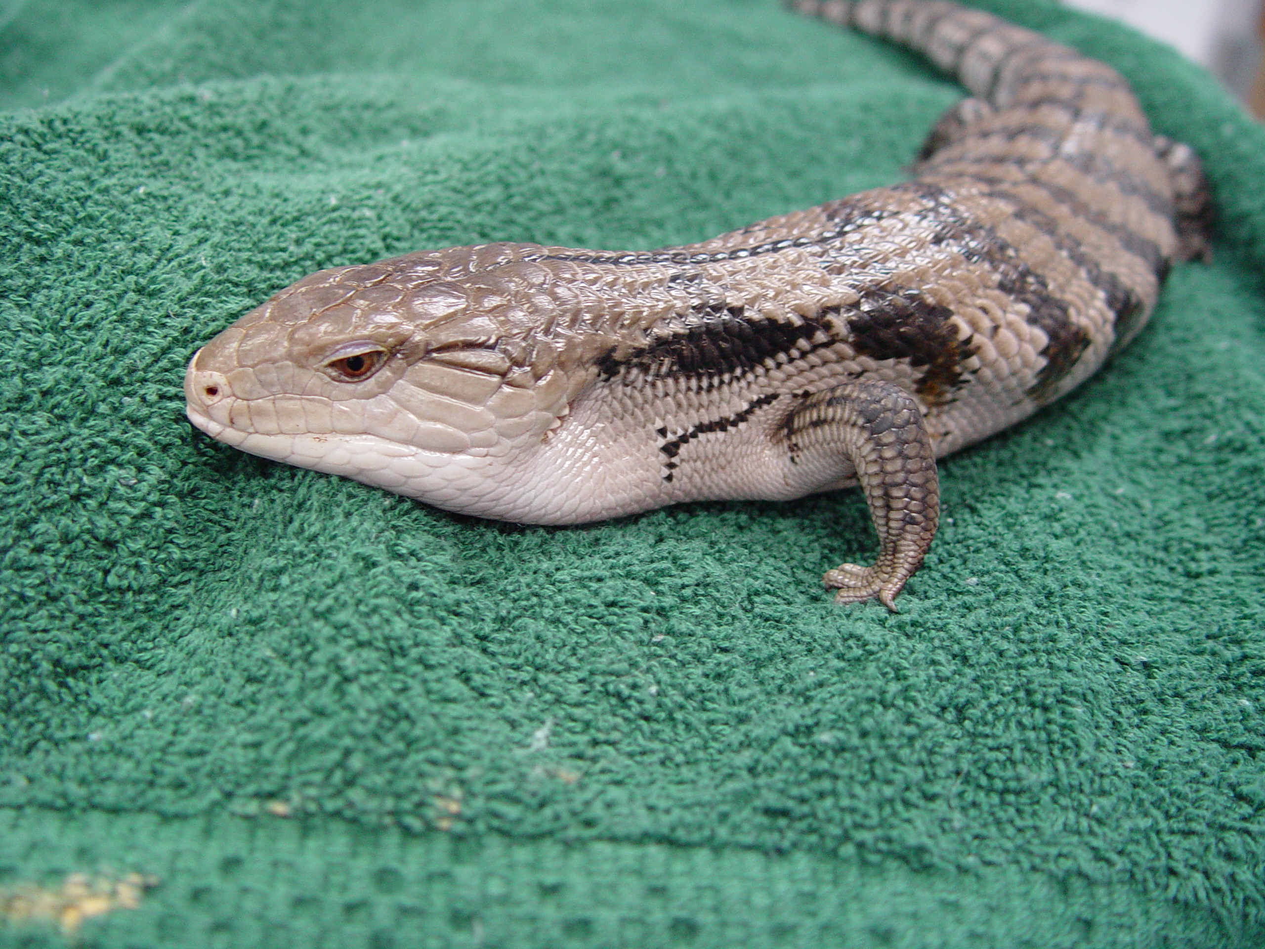 HD Quality Wallpaper | Collection: Animal, 2560x1920 Skink