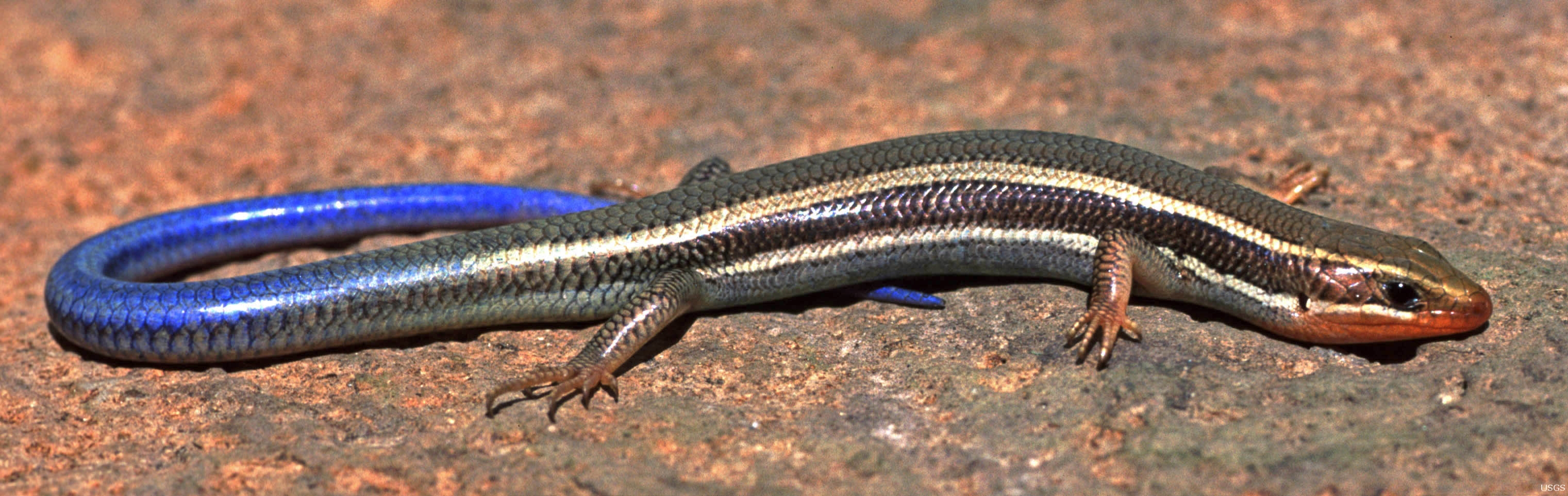 Images of Skink | 3042x962