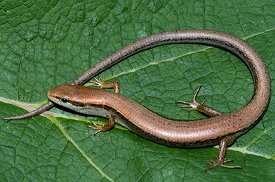 Images of Skink | 400x264