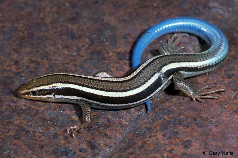 Nice wallpapers Skink 900x600px