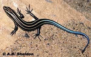 Images of Skink | 300x189