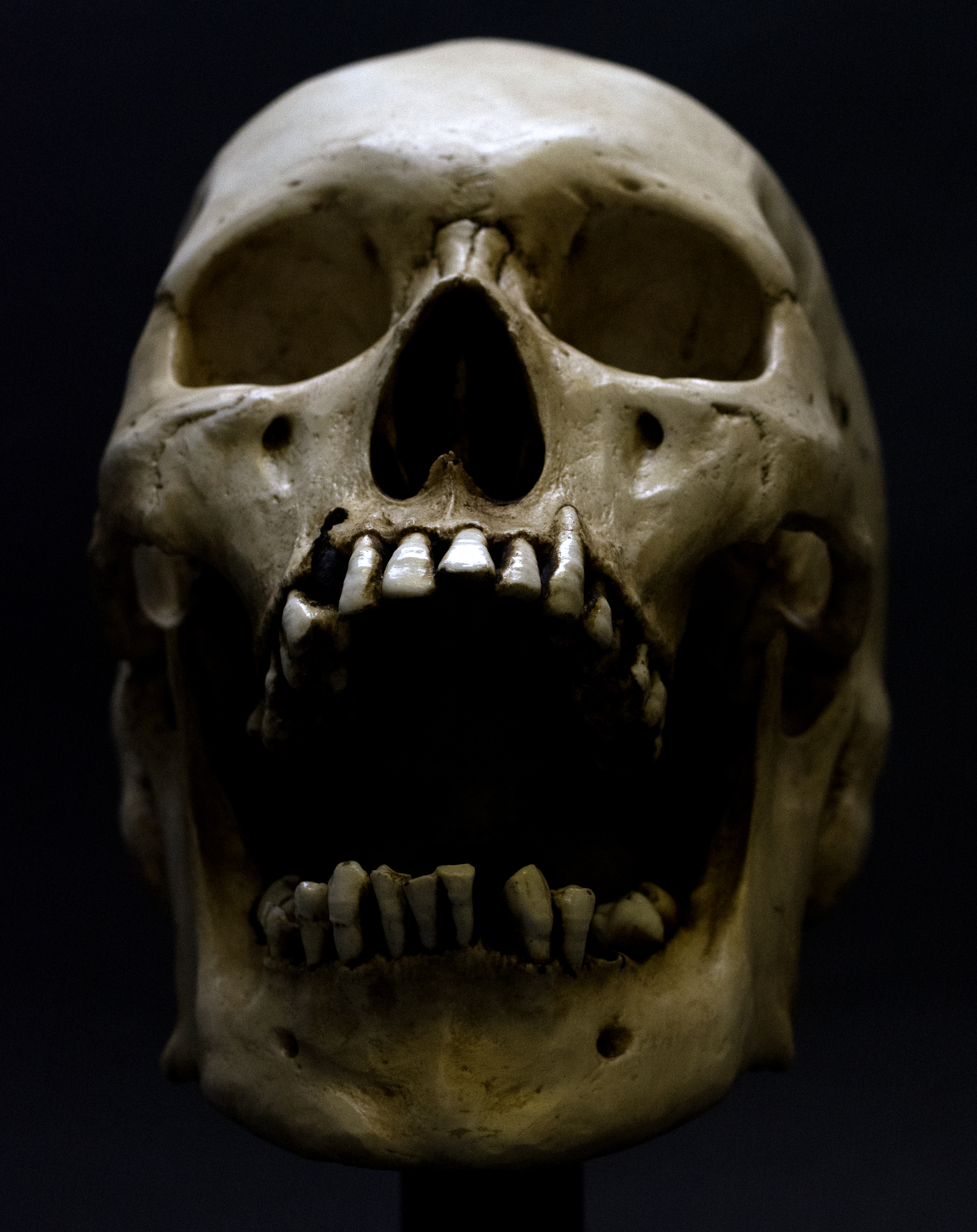 Skull High Quality Background on Wallpapers Vista