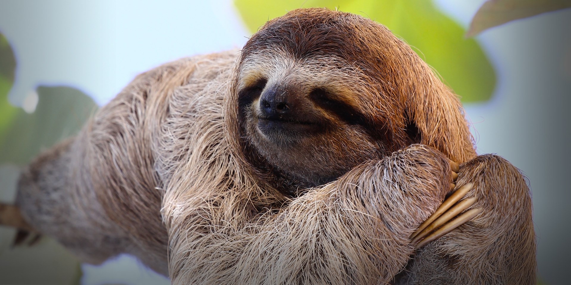HQ Sloth Wallpapers | File 426.17Kb