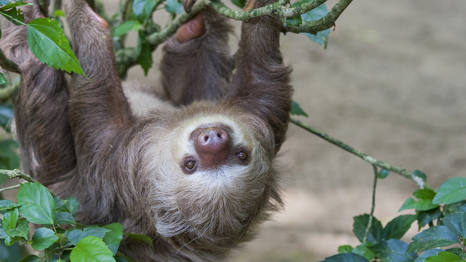 Nice Images Collection: Sloth Desktop Wallpapers