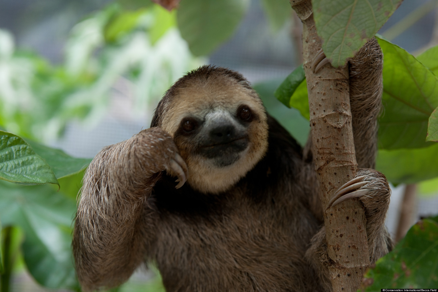 Sloth High Quality Background on Wallpapers Vista
