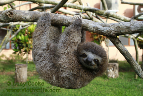 HQ Sloth Wallpapers | File 296.47Kb