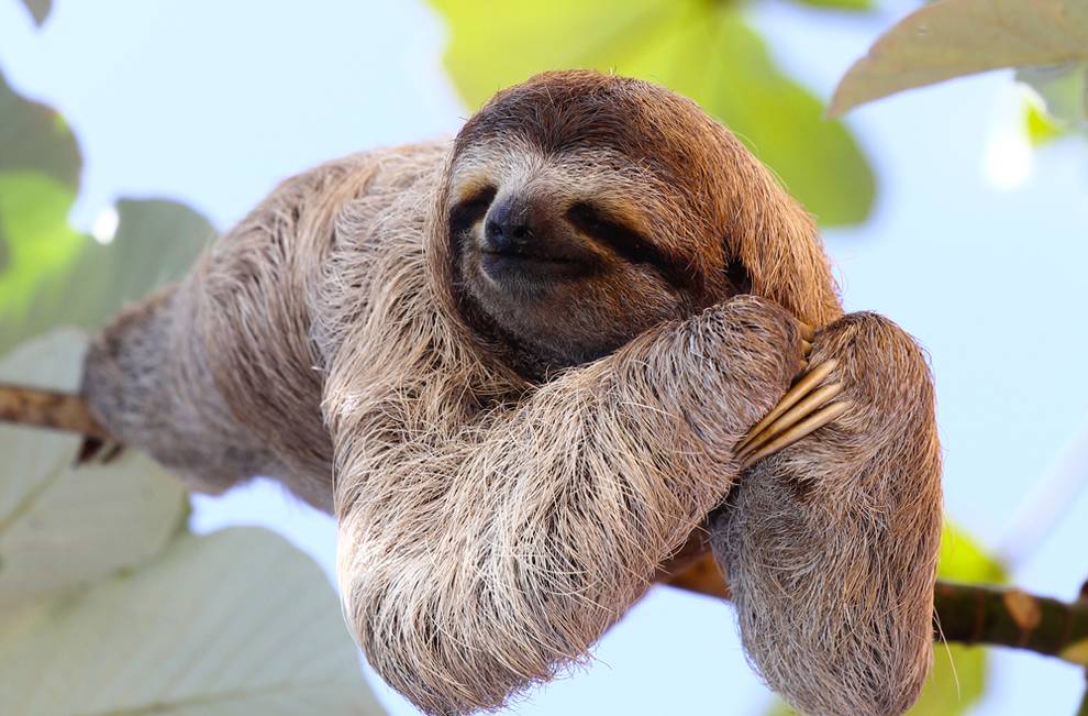 Sloth High Quality Background on Wallpapers Vista