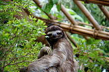 220x146 > Sloth Wallpapers