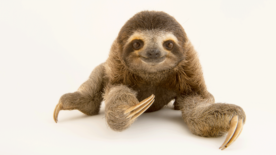 Sloth Backgrounds on Wallpapers Vista