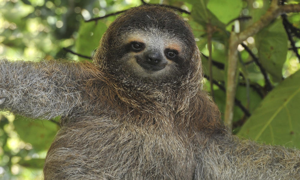 HQ Sloth Wallpapers | File 124.44Kb