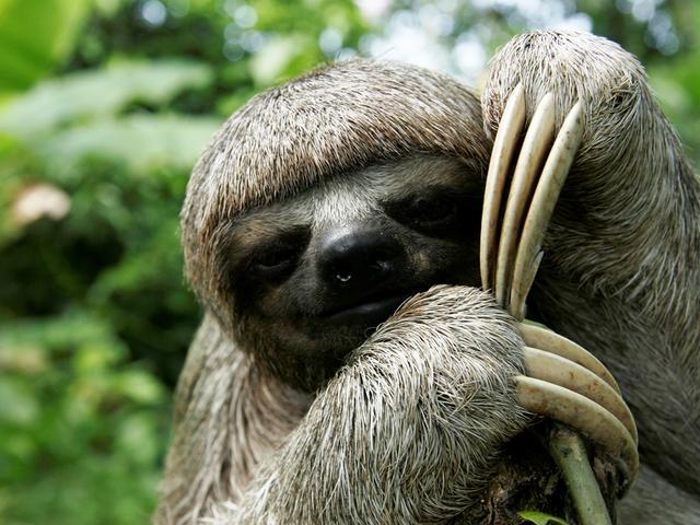 Amazing Sloth Pictures & Backgrounds