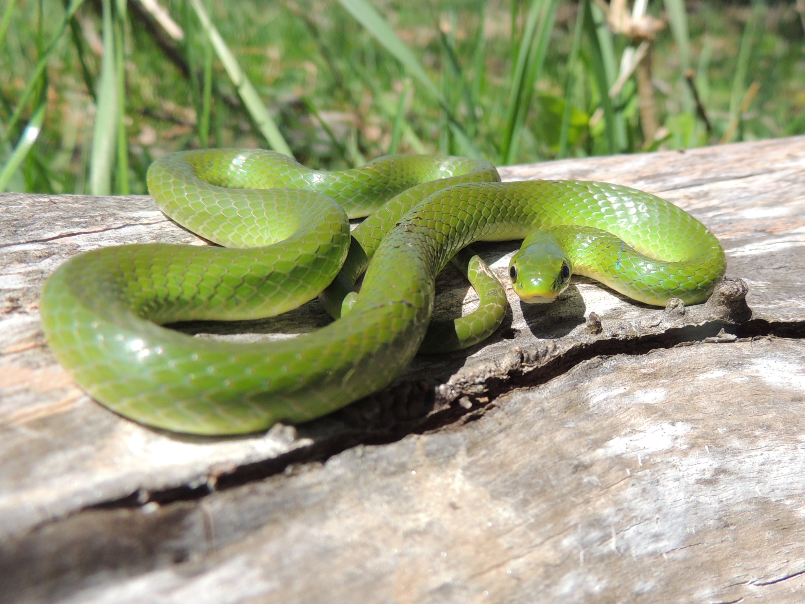 Nice Images Collection: Smooth Green Snake Desktop Wallpapers
