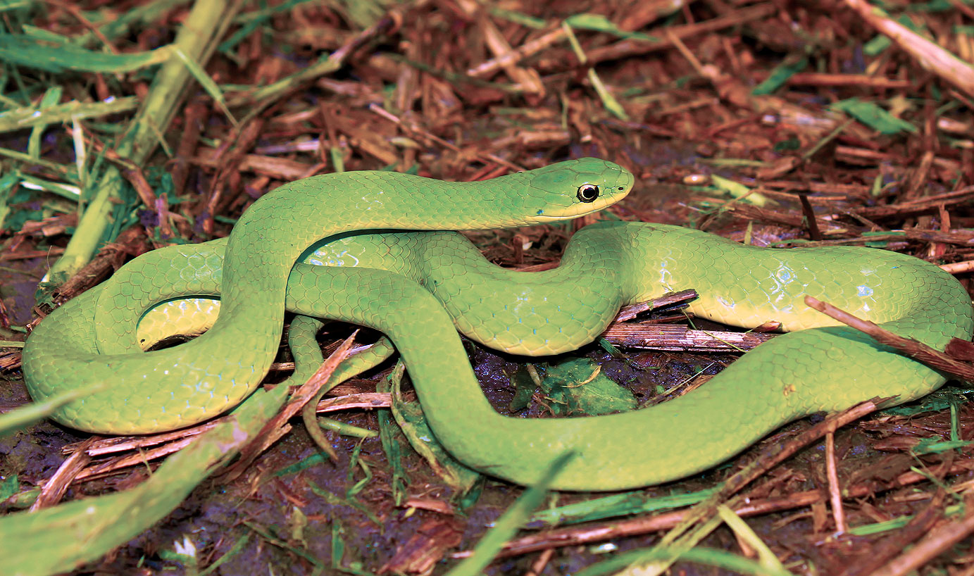 1383x818 > Smooth Green Snake Wallpapers