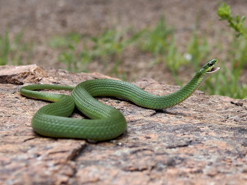 Smooth Green Snake High Quality Background on Wallpapers Vista