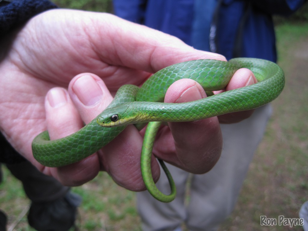 Smooth Green Snake Pics, Animal Collection