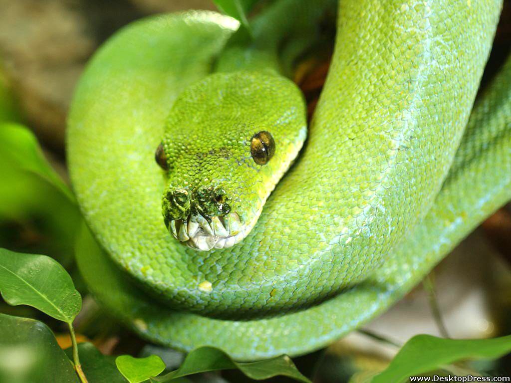 Smooth Green Snake HD wallpapers, Desktop wallpaper - most viewed