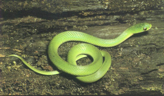Smooth Green Snake #28