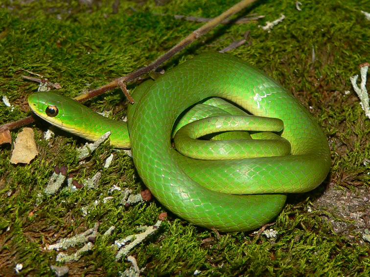 Nice wallpapers Smooth Green Snake 756x567px