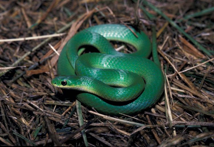 Smooth Green Snake #21