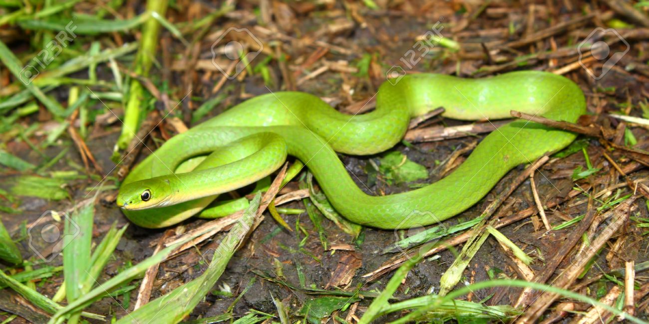 Nice wallpapers Smooth Green Snake 1300x650px