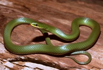 HD Quality Wallpaper | Collection: Animal, 349x240 Smooth Green Snake