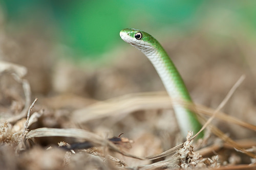Smooth Green Snake Backgrounds, Compatible - PC, Mobile, Gadgets| 500x333 px