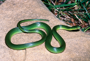 Smooth Green Snake #12