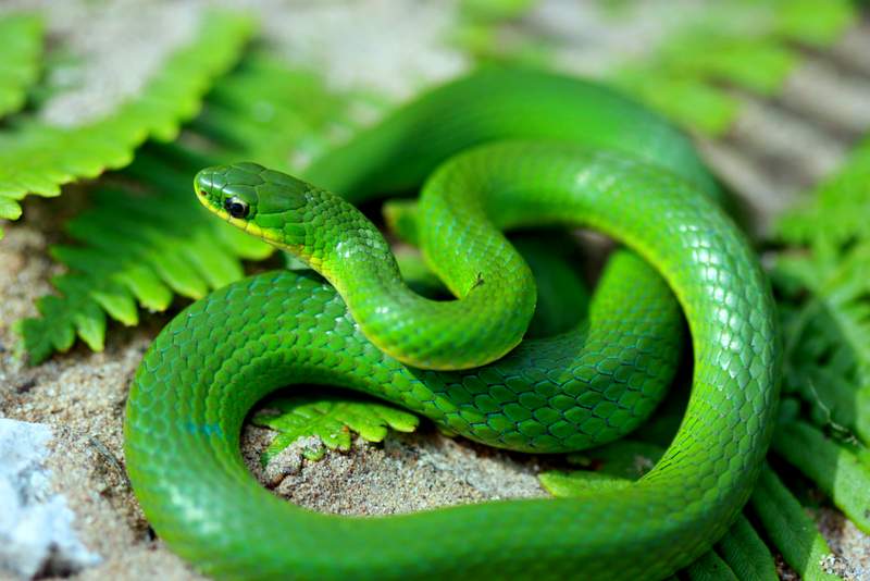 Smooth Green Snake High Quality Background on Wallpapers Vista