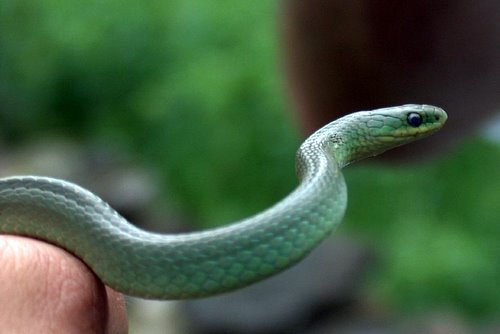 HD Quality Wallpaper | Collection: Animal, 500x334 Smooth Green Snake