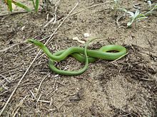 Smooth Green Snake #14