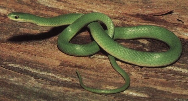Smooth Green Snake #22