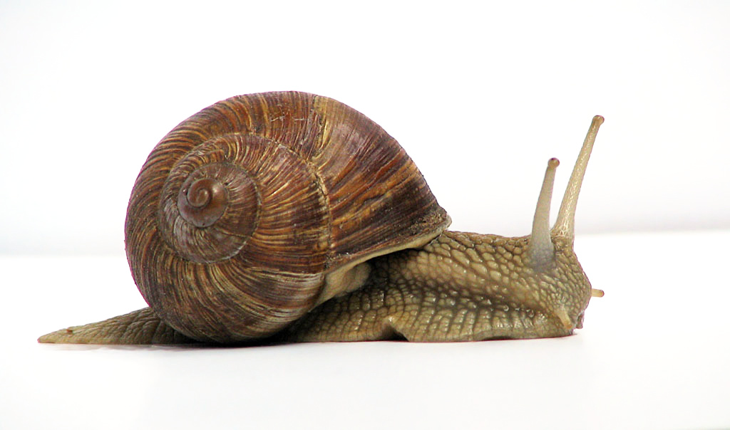 Snails High Quality Background on Wallpapers Vista