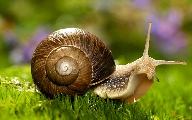 Nice wallpapers Snails 620x387px