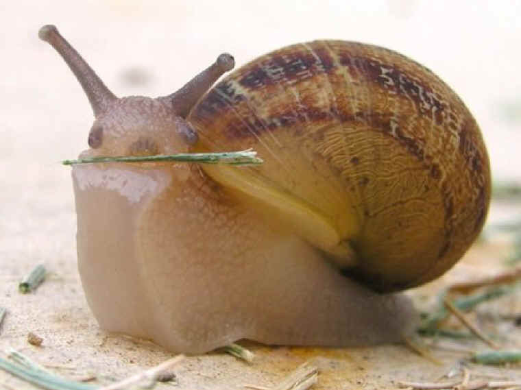 HD Quality Wallpaper | Collection: Animal, 760x569 Snail