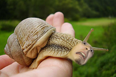 HD Quality Wallpaper | Collection: Humor, 384x256 Snails