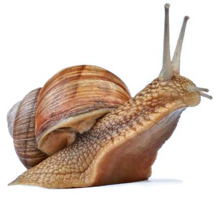 Snails Pics, Humor Collection