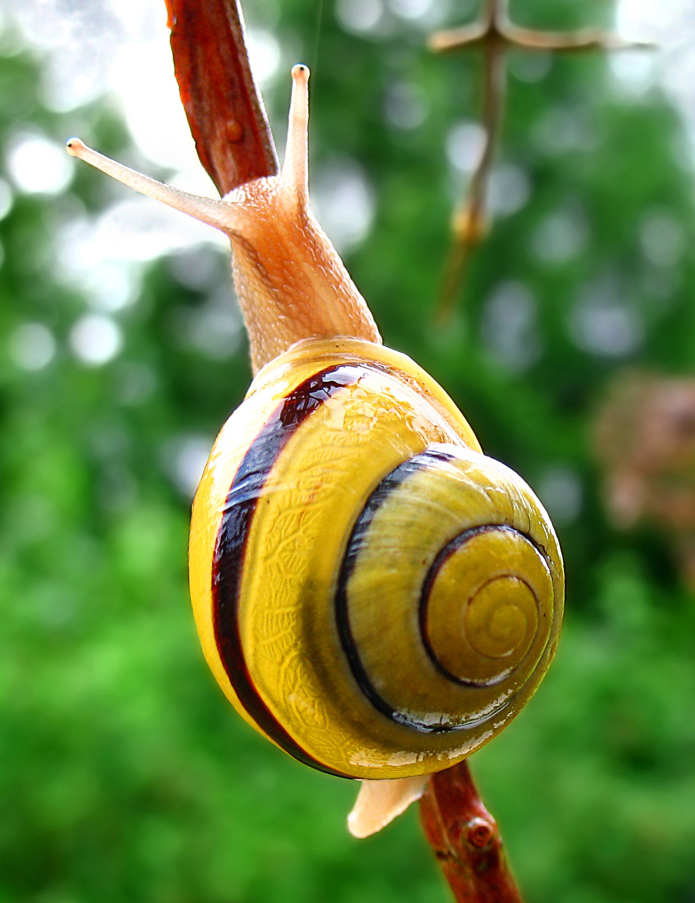 Amazing Snails Pictures & Backgrounds