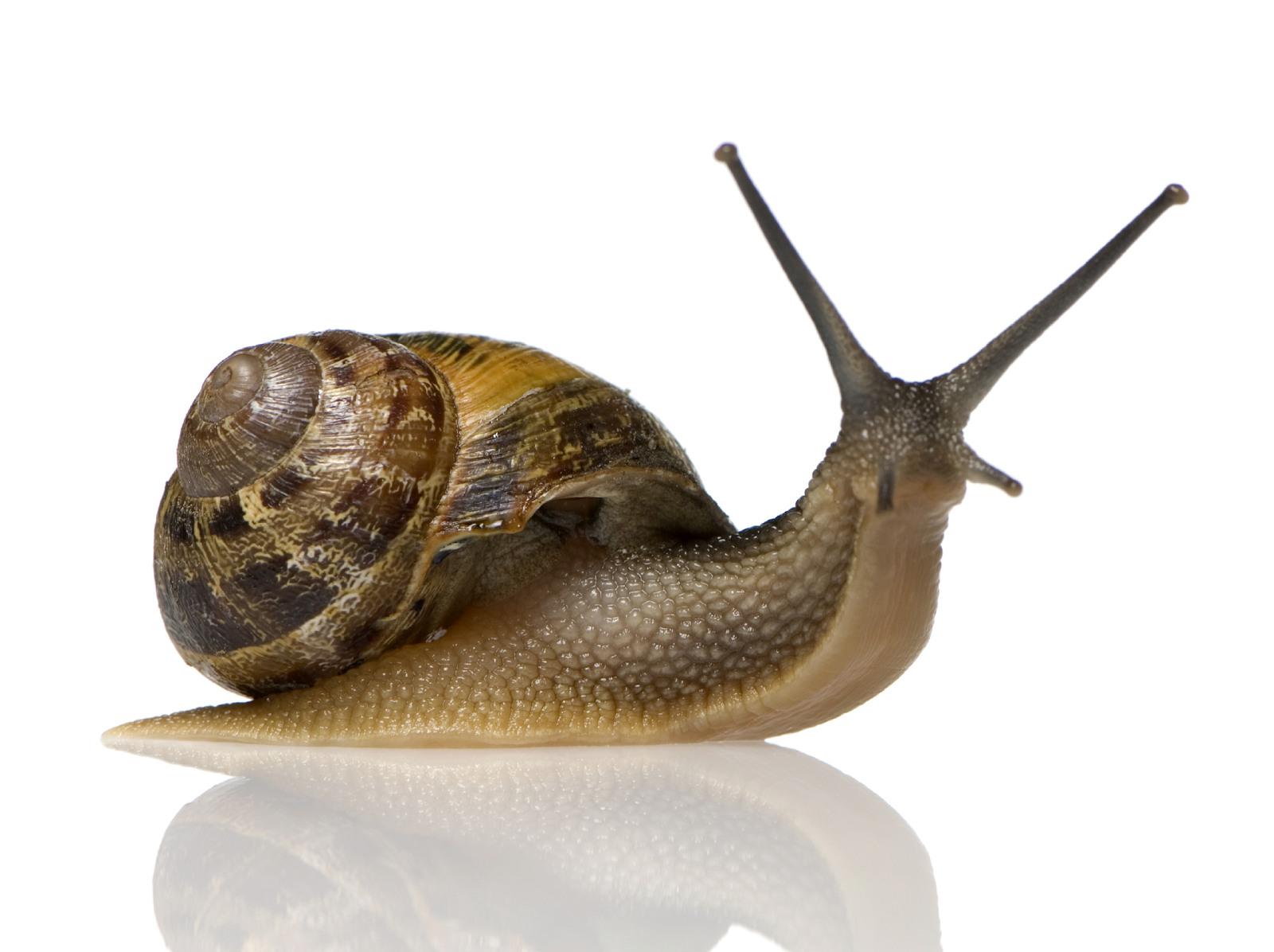 Nice Images Collection: Snails Desktop Wallpapers