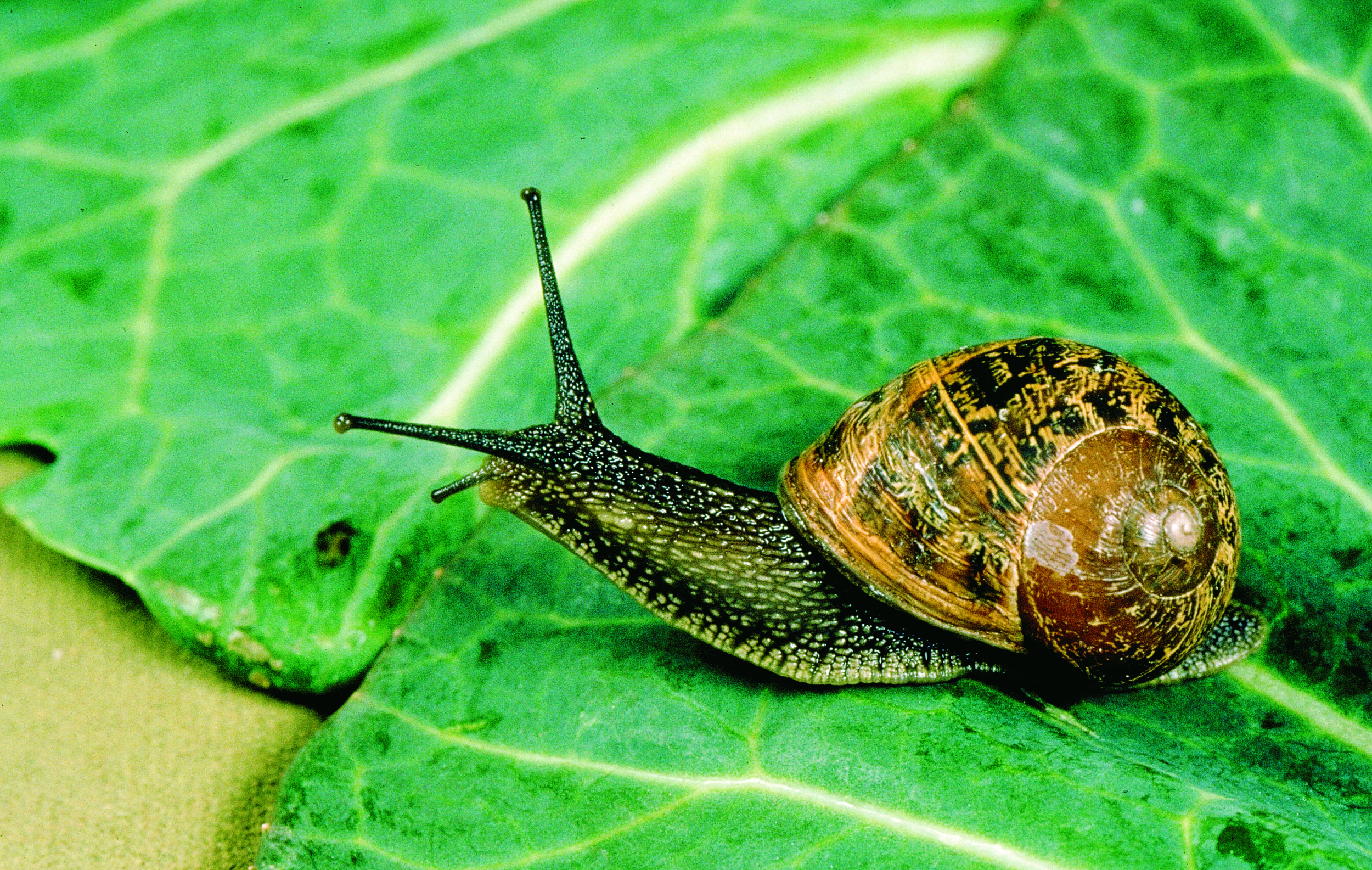 Nice wallpapers Snails 2500x1585px