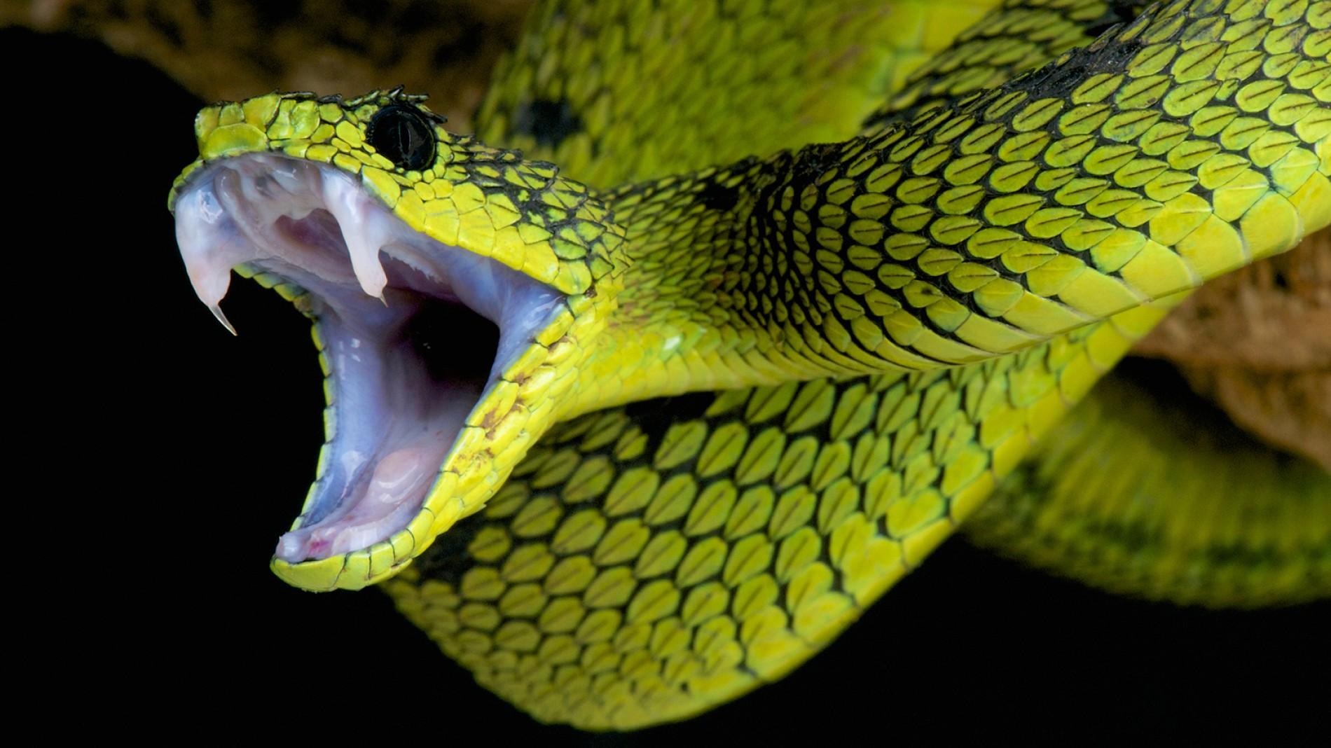 Images of Snake | 1900x1068