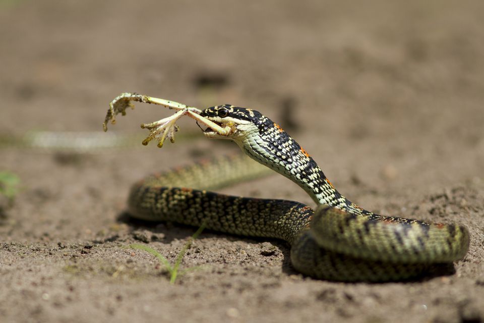 Snake Pics, Animal Collection