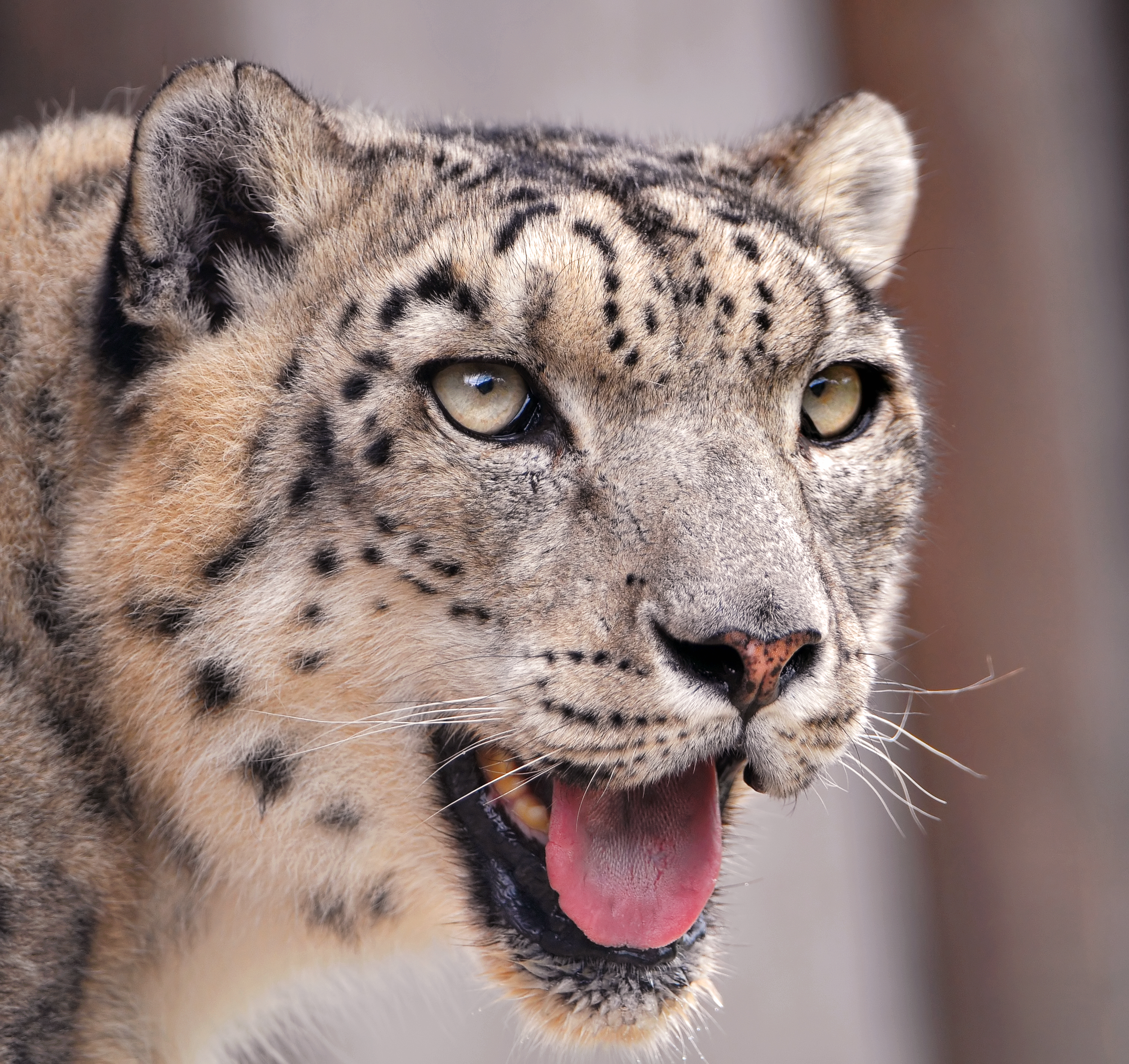 Snow Leopard #14