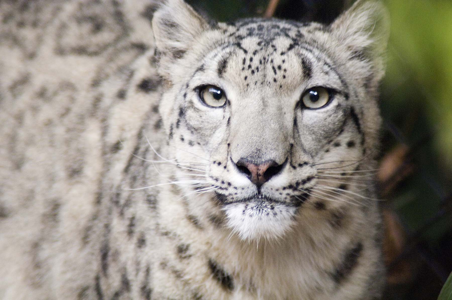Snow Leopard Pics, Animal Collection