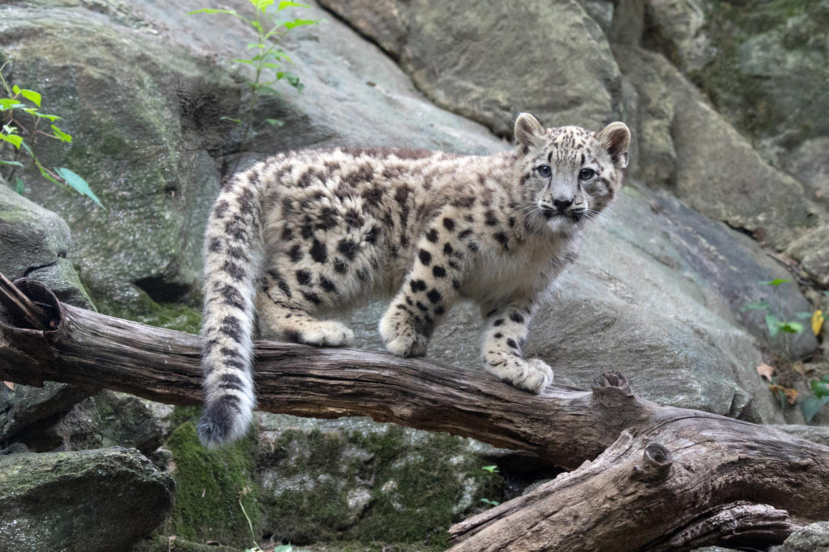 Snow Leopard Pics, Animal Collection