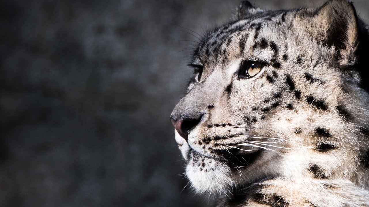 Snow Leopard High Quality Background on Wallpapers Vista