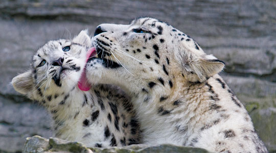 Snow Leopard #2