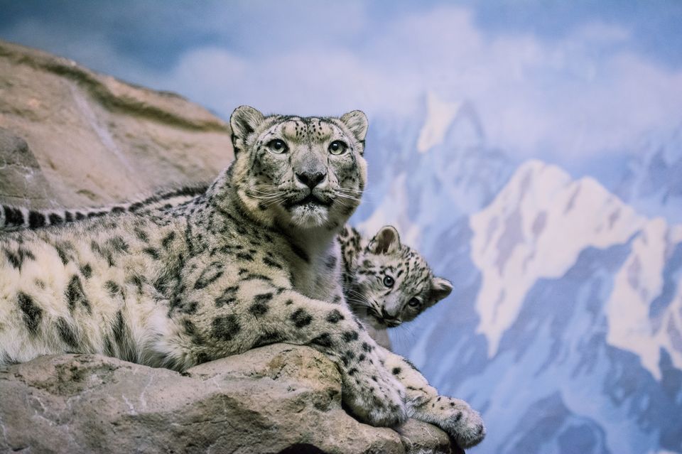 Snow Leopard #3