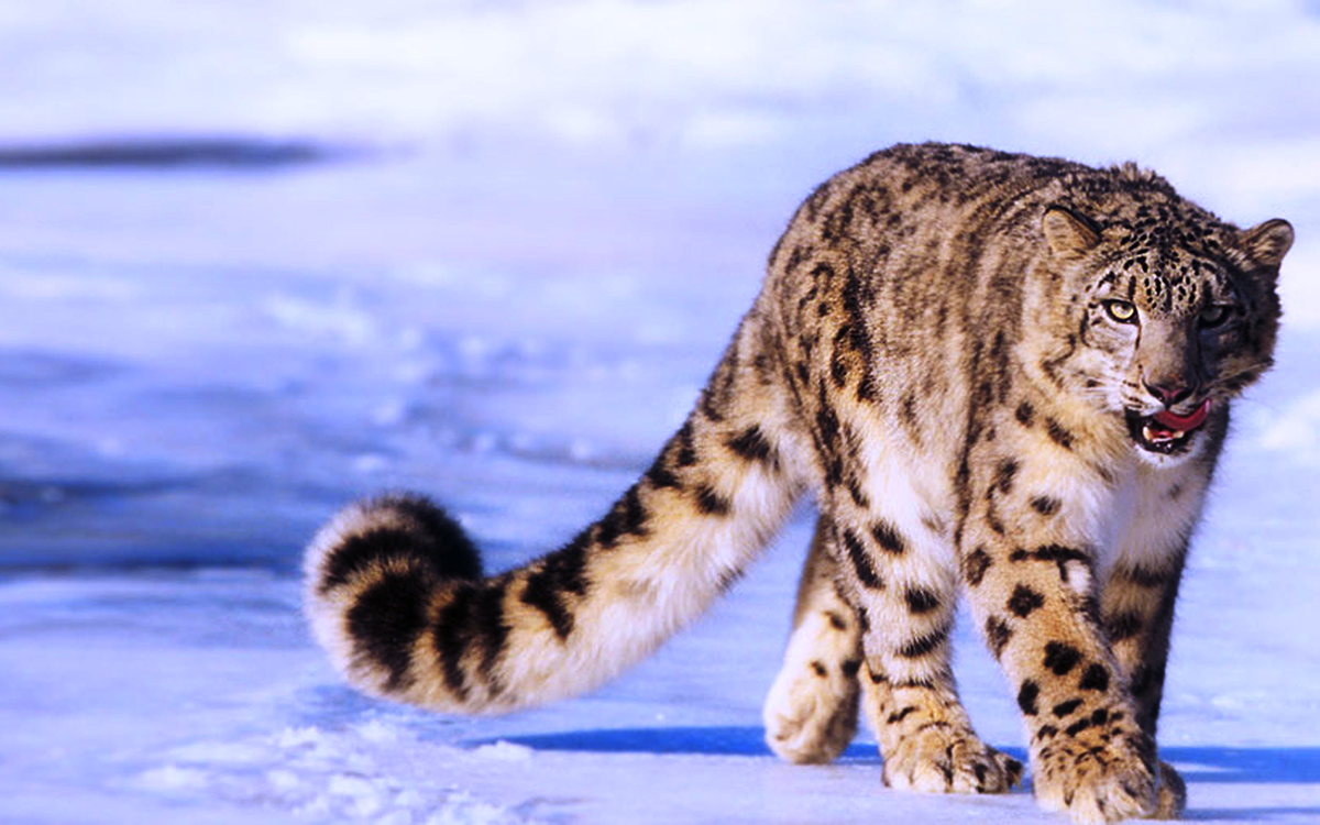 High Resolution Snow Leopard Wallpaper