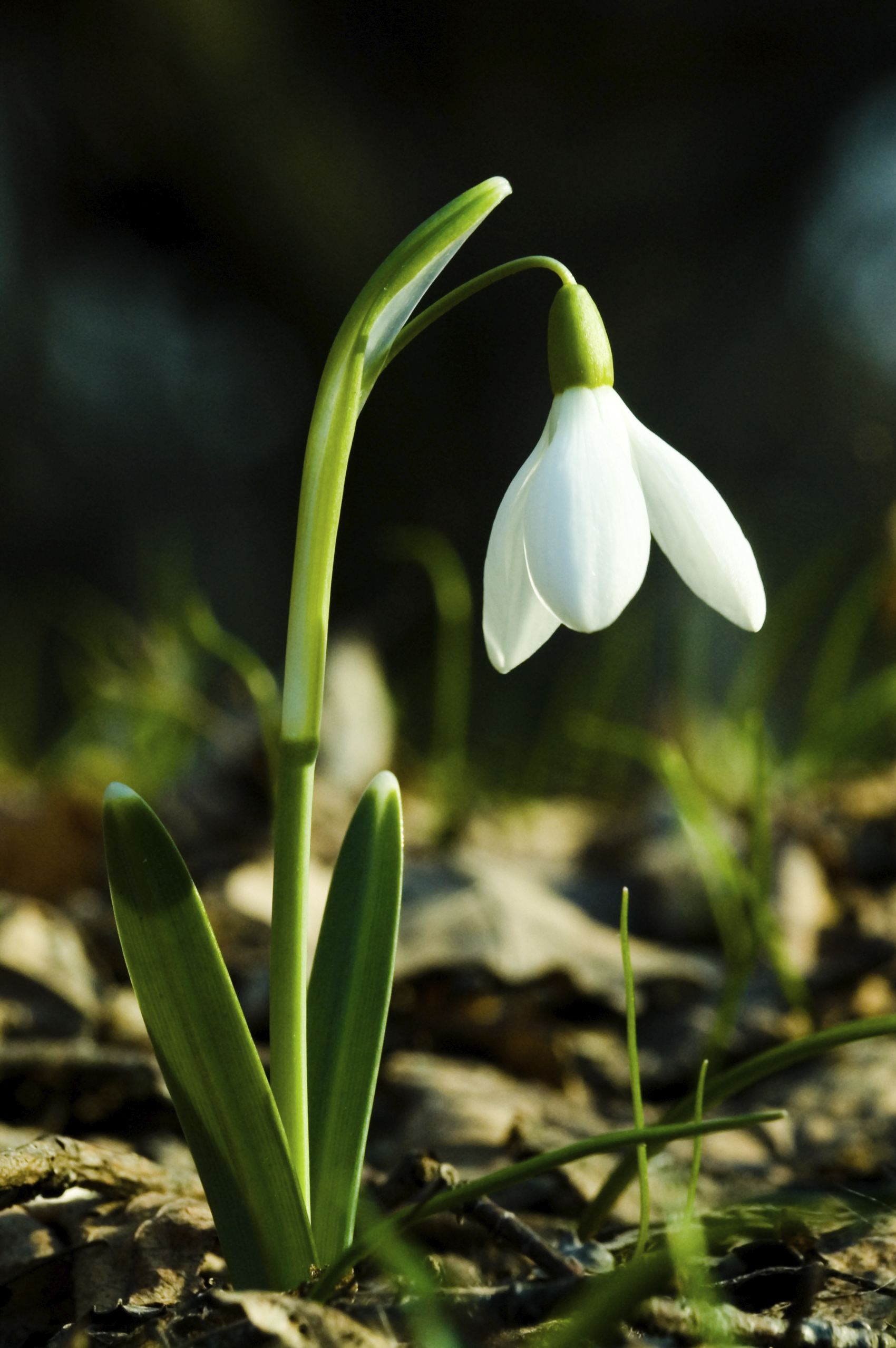 Snowdrop Backgrounds on Wallpapers Vista