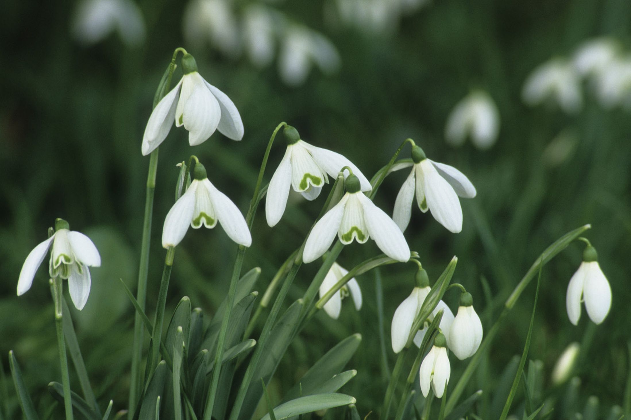 HQ Snowdrop Wallpapers | File 239.55Kb